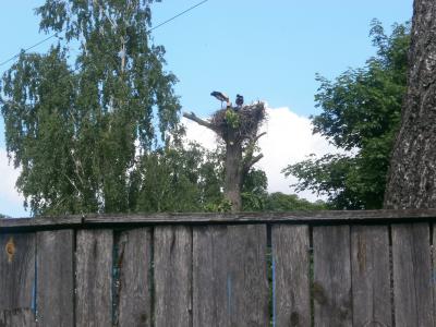 Прикрепленное изображение: P5260740.JPG